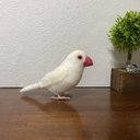 白文鳥 羊毛フェルト