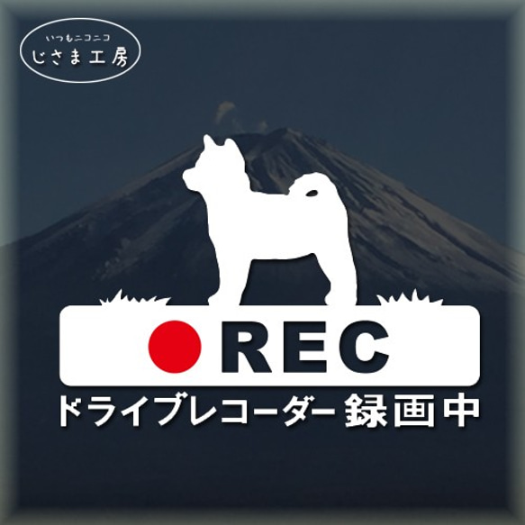 豆柴の白色シルエットステッカー危険運転防止!!ドライブレコーダー録画中