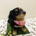 オーダー　犬  ダックス♡大きいサイズ♡再現  世界でたったひとつ♡うちのコみたい♡メモリアル　記念品