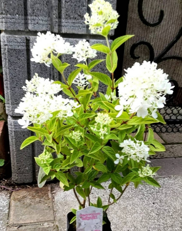 紫陽花ノリウツギ【みゆき】爽やかなライムグリーンから変化ピラミッド紫陽花 50～60cmの大株