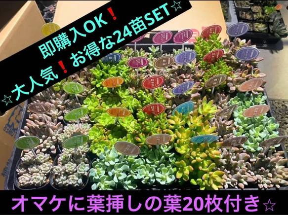 即購入OK❗️ ⭐︎大人気の多肉植物　お得な24苗SET⭐︎ オマケに葉挿しの葉20枚付き⭐︎