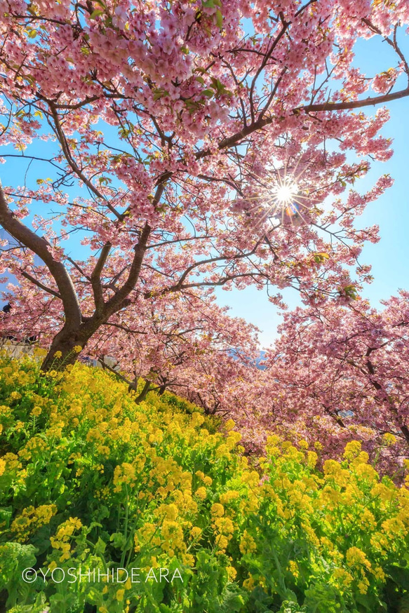 【額装写真】西平畑公園の河津桜と菜の花畑