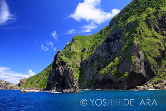 【額装写真】緑の輝き迫る＜世界遺産 小笠原諸島＞