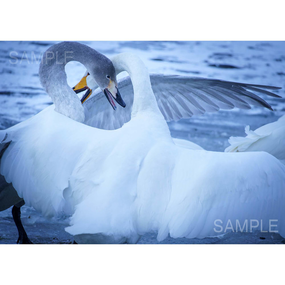 【2L写真】白鳥、野生の躍動感。北海道野鳥フォト