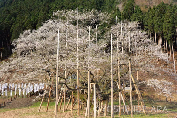 【額装写真】朝陽を浴びる淡墨桜（日本三大桜）