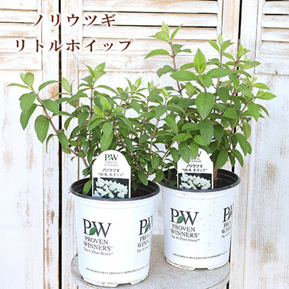 花木苗 PW ノリウツギ リトルホイップ 6号 コンパクト 夏 白い花 鉢植え 玄関 庭