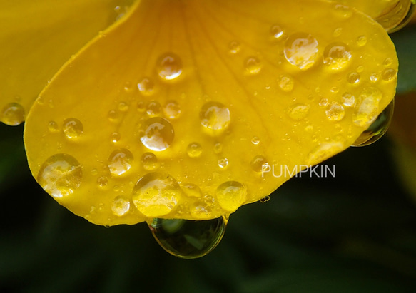 しずく-No19　　PH-A4-0151　　写真　雫　雨　水滴　雨粒　小雨　光　水の玉