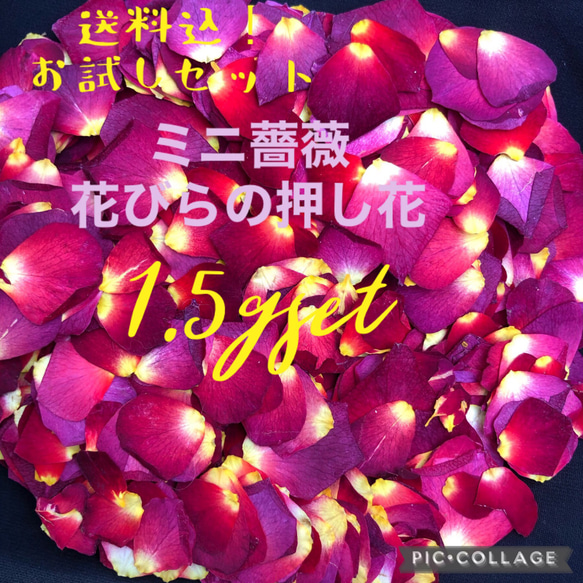 ❤︎送料無料！★ミニ薔薇　花びらの押し花1.5gセット★ミニバラ 花弁　ドライフラワー★花材　素材★レジン加工