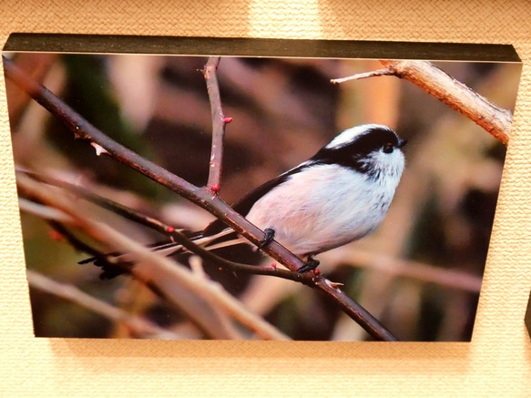 A5サイズの野鳥写真パネルその１０