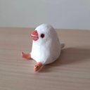 手のひらちょこんと白文鳥さん