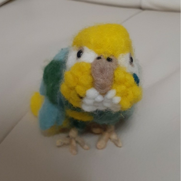 羊毛セキセイインコ