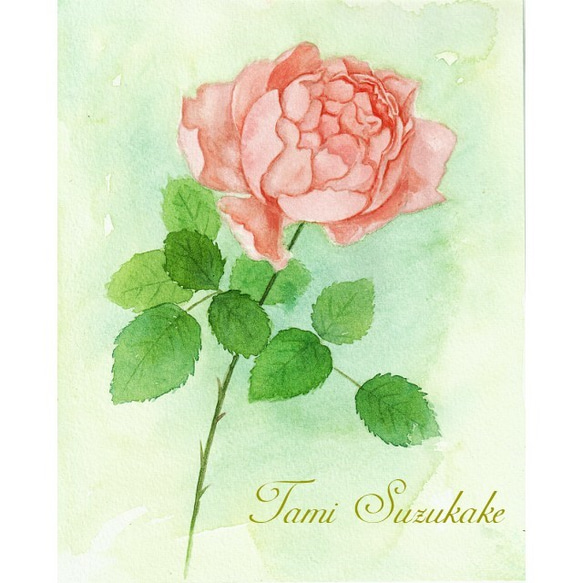 水彩・原画「一厘の薔薇の花」