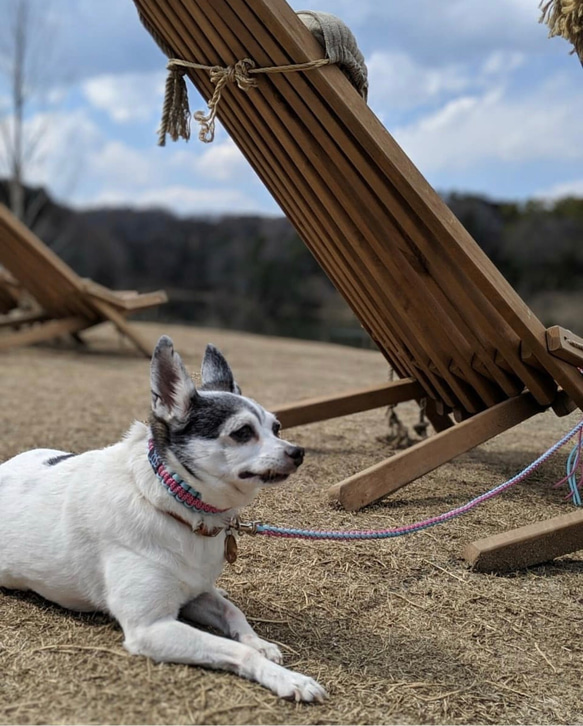 小型犬　パラコード リード 首輪 セット