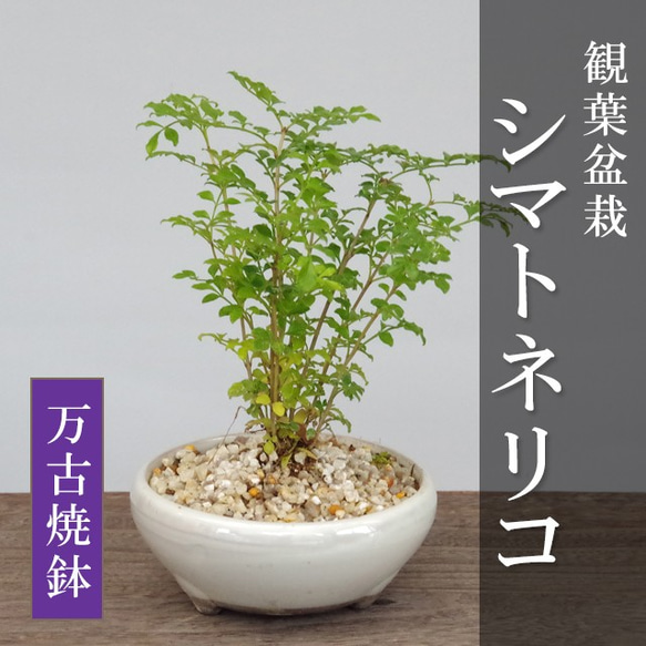 爽やかで涼しげな光沢の葉が魅力【シマトネリコの鉢植え（万古焼白鉢）】