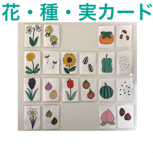 小学校受験　花・種・実カード