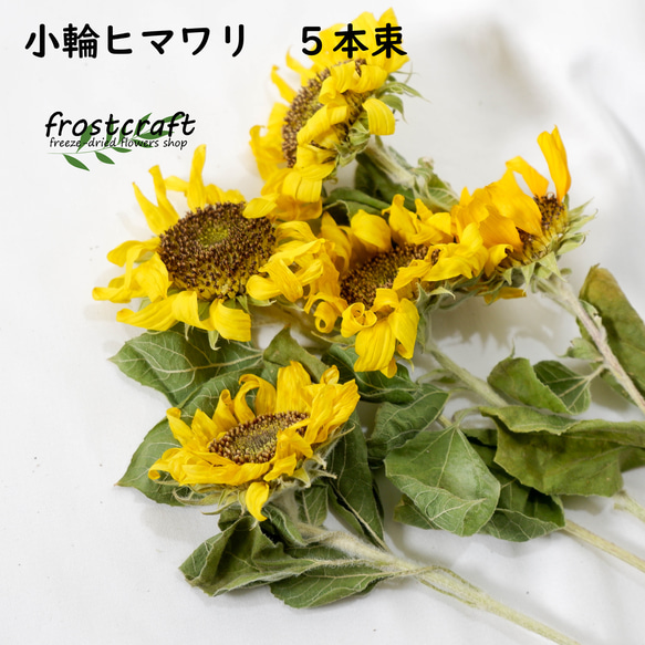 ヒマワリ　5本束　フリーズドライフラワー　 freeze-dried flower