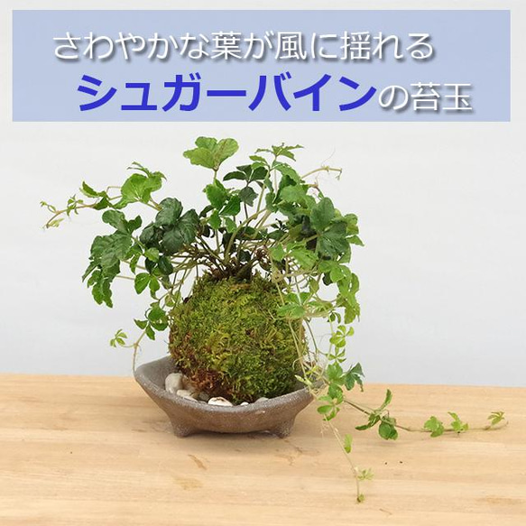 ５枚に分かれた葉がスタイリッシュ【シュガーバインの苔玉・三つ足灰器・敷石セット】