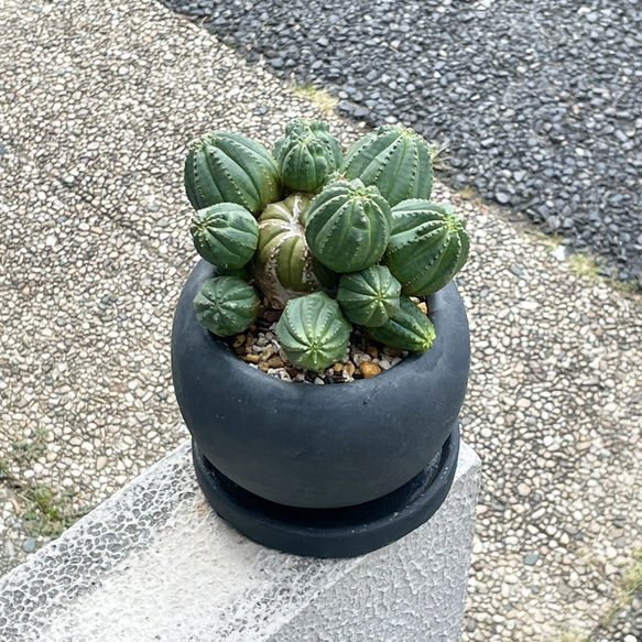 子株いっぱい  ユーフォルビア オベサ /Euphorbia Obesa  アンティークセメントポット