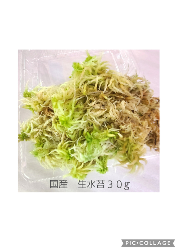 国産　生水苔　３０g