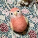 【送料無料】アキクサインコ・ブローチ　羊毛フェルト