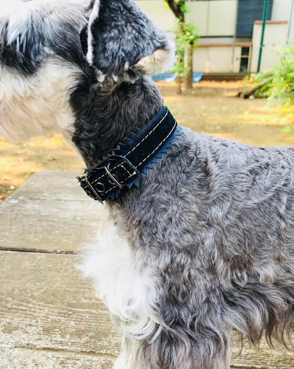 Gizagiza Collar  - black × navy