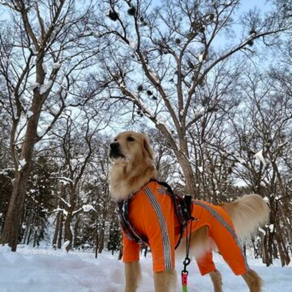 大型犬のロンパース　（オレンジに黒ライン）