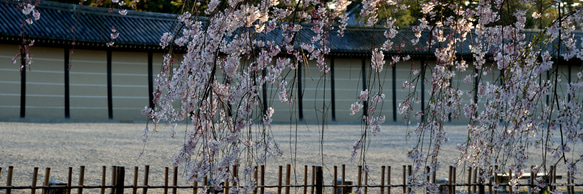 002 京都御所の桜