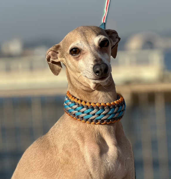 ウイペット、イタグレなど首の細い犬種用　ハーフチョーク　(内周２2cm　全内周２５ｃｍ)