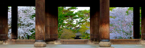 007 京都 南禅寺の桜