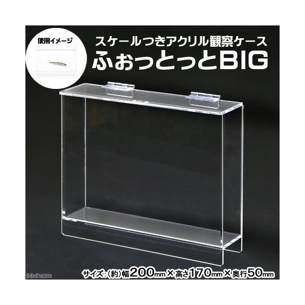 エーワン ふぉっとっとＢＩＧ　（２００×１７０×５０ｍｍ）　観察　撮影　ケース 4582197132000 1個（直送品）