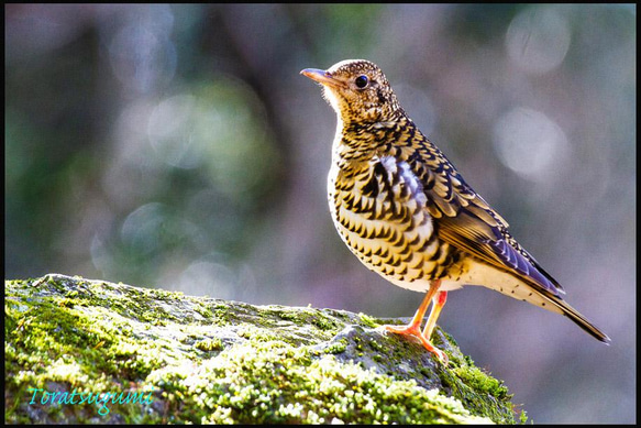 野鳥トラツグミ