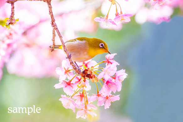 桜にめじろ