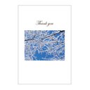 雪の朝の39card