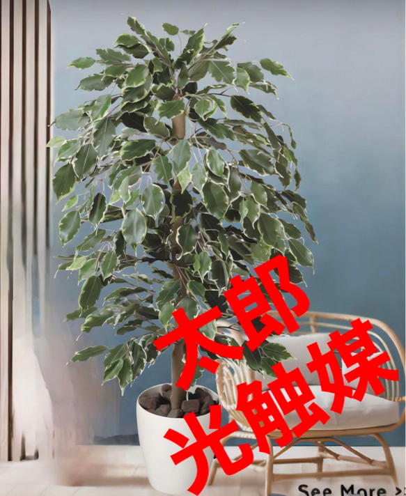 光触媒　人工観葉植物　ウォールグリーン　ゴールデンフィカス1.0