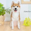 ★愛犬オーダー★羊毛フェルト うちの子マスコット オーダー 愛犬 ぬいぐるみ　柴犬