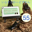 【いらすとかーどずかん】カブクワ 55種類　リングつき