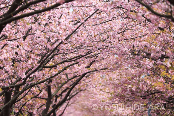 【額装写真】早春の河津桜