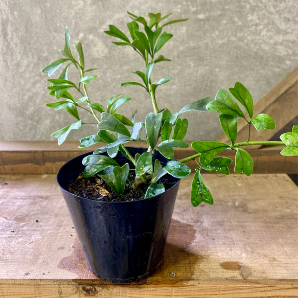 観葉植物　シェフレラ　トライアンギュラリス