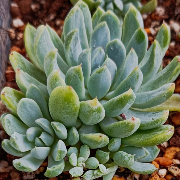 ホワイトライン　多肉植物