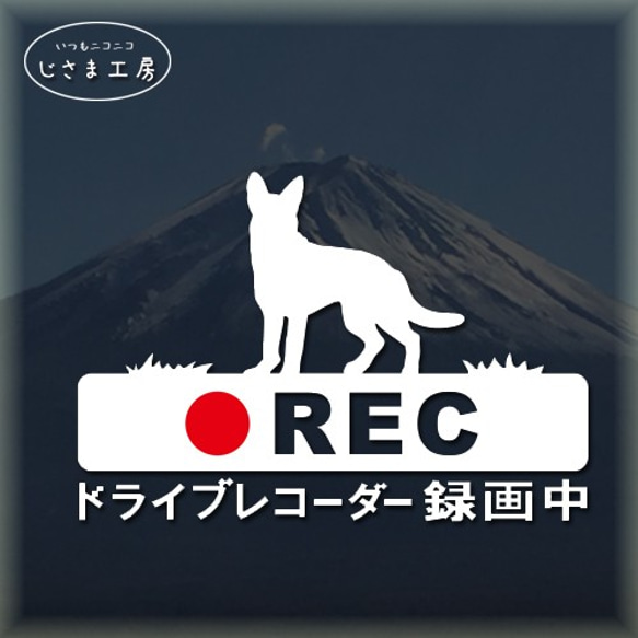 ジャーマンシェパードの白色シルエットステッカー危険運転防止!!ドライブレコーダー録画中