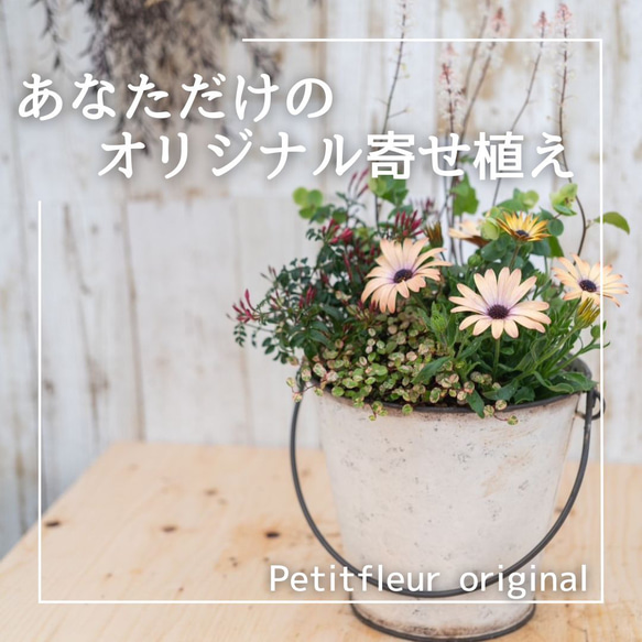 お試し価格『あなただけのオリジナル寄せ植え』※完成品