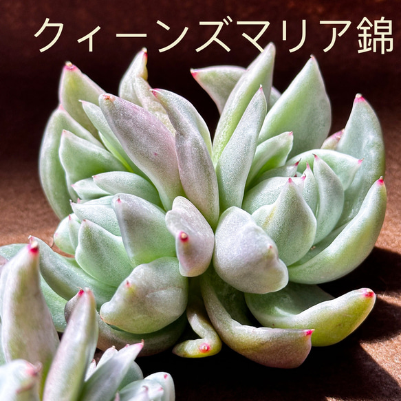 新入荷 大人気 多肉植物 エケベリア クィーンズマリア錦  超美苗 レア種