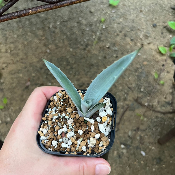 アガベ　マクロアカンサ　子株　Agave macroacantha　②