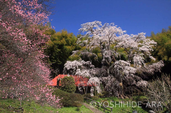 【額装写真】雪村桜咲く原風景