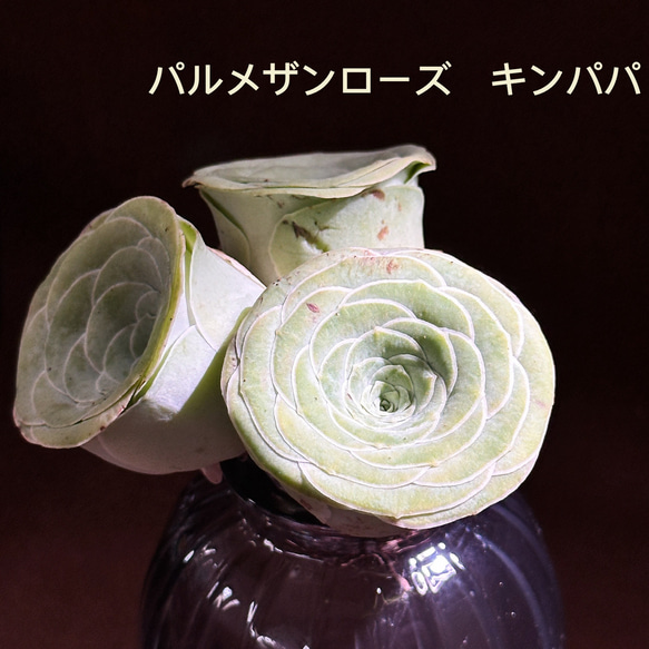 新入荷 多肉植物 グリーノビア パルメザンローズ キンパパ 超美苗 レア種