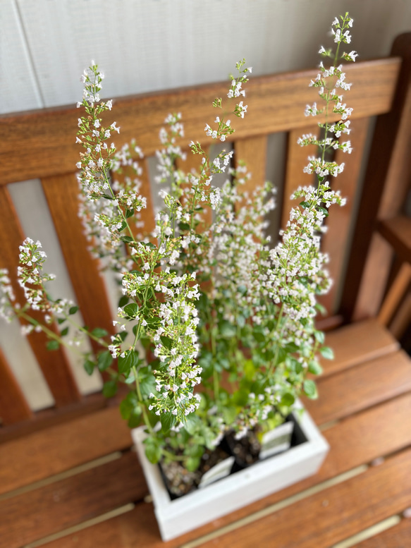 白い小花が咲き続ける♡カラミンサ　ネぺトイデス　苗