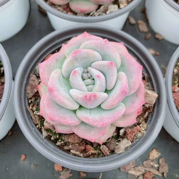 雪媚娘 激レア高級多肉植物 エケベリア 超美苗  韓国苗 観葉植物 花 園芸