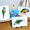 ワキコガネインコウロコインコ4枚組ポストカード【変更可能】