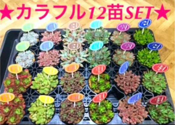 ※即購入OK❗️【★大人気の多肉植物12苗SET★再販❗️    カラフル12苗セット^ ^⚠️今ならオマケ付き⚠️