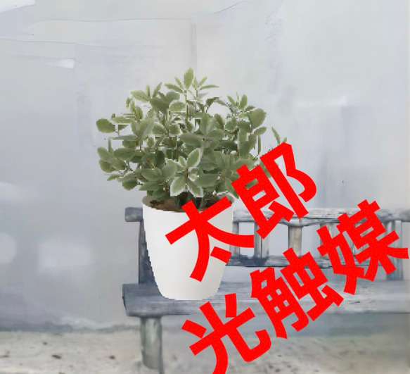 光触媒　人工観葉植物　ウォールグリーン　フェイクグリーン　ミニリーフLgpt